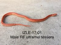 IZLE-17-01 2nd shed.jpg