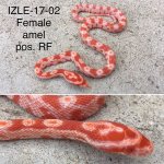 IZLE-17-02.jpg