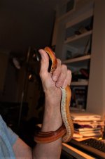 IMG_1286.JPG