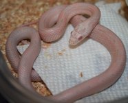 13 Female Pink Snow Stripe In Shed.jpg