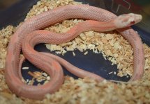 10 Male Pink Snow Stripe.jpg