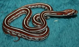 30 Male Miami Tess A.jpg