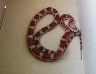 Ekans unboxing01.jpg