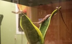Ekans First Day 003.jpg