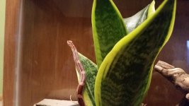 Ekans First Day 02.jpg