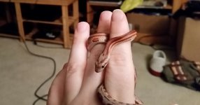 Ekans71517.jpg