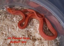 BelBa071317-10M Amel Hypo Strawberry Stripe Corn Snake.jpg