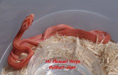 BelBa17-06M Amel Hypo Strawberry Stripe Corn Snake.jpg