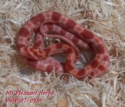BelBa071317-09M Amel Strawberry Corn Snake.jpg