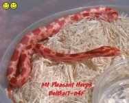 BelBa17-04F Amel Hypo Strawberry Corn Snake.jpg