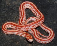 ATshVB19-39-1m.JPG