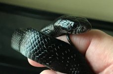 indigo snake.JPG