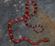 19-18-2m.JPG