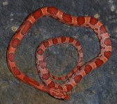 19-18-5m.JPG