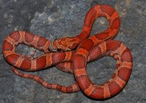 19-36-4m.JPG