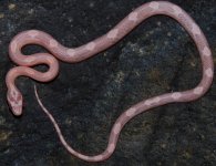 MChphStSkV19-3-3m.JPG