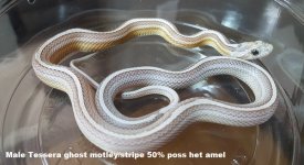Male ghost mot str tessy 2.jpg