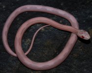 StChphSkV19-3-7m.JPG