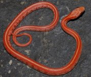 VtsphButSk19-26-1m.JPG