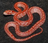MasFtshV19-39-3m.JPG