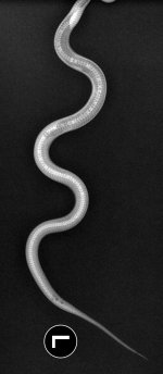 dorso-ventral.jpg