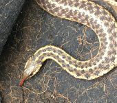 garter snake resized.jpg