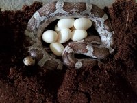 tor x bansidhe eggs smaller.jpg