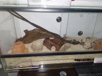 viv-4.jpg