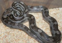 CharcoalMotleyhetBloodStripephAmelFemale1.jpg