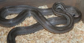 CharcoalMotleyhetBloodStripephAmelFemale2.jpg