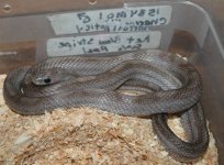 CharcoalMotleyhetBloodStripephAmelMale.jpg