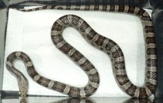 male-anery-corn-snake-54c58844af9d6.JPG