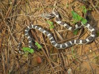 Grey Rat Snake 09 006.jpg