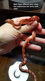 M Hypo pied low L.jpg