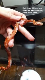 M hypo pied low R.jpg