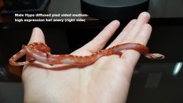 M Hypo pied medhigh R.jpg