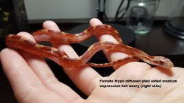 F Hypo pied med R.jpg