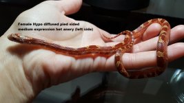 Female hypo pied med L.jpg