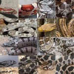 ratsnake comparison.jpg