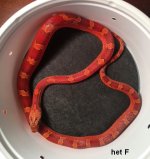 Pied het Scaleless F.JPG