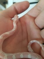 snake%20scales2_zpsub1g1pvd.jpg snake%20scales2_zpsub1g1pvd.jpg