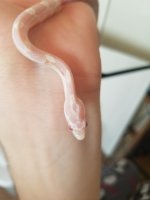 snake%20scales3_zpsfbaaixot.jpg snake%20scales3_zpsfbaaixot.jpg