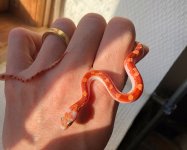 kerfuffleafterfirstshed.jpg