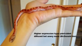 high hypo pied male left side.jpg