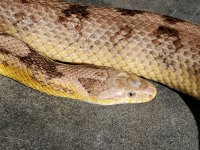 pard 10-20-4 small.jpg