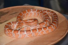 DSC_2087.JPG