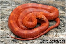 hypobloodhetanlavmot-w09.jpg