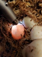 half dud eggs 8.jpg