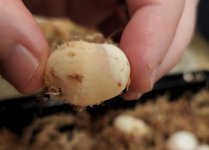 half dud eggs 5.jpg