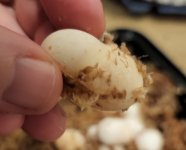 half dud eggs 3.jpg